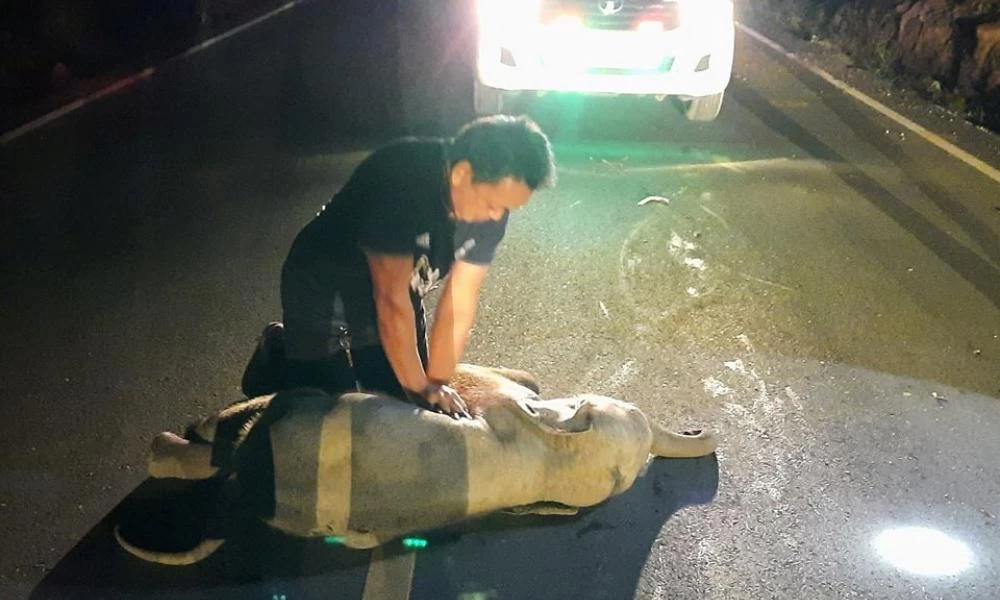 Απίστευτο βίντεο: Διασώστης έσωσε ελεφαντάκι με καρδιοπνευμονική ανάνηψη